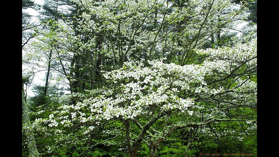 the legend of the dogwood tree