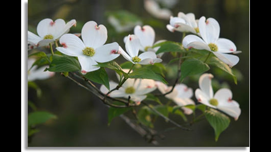 the legend of the dogwood tree