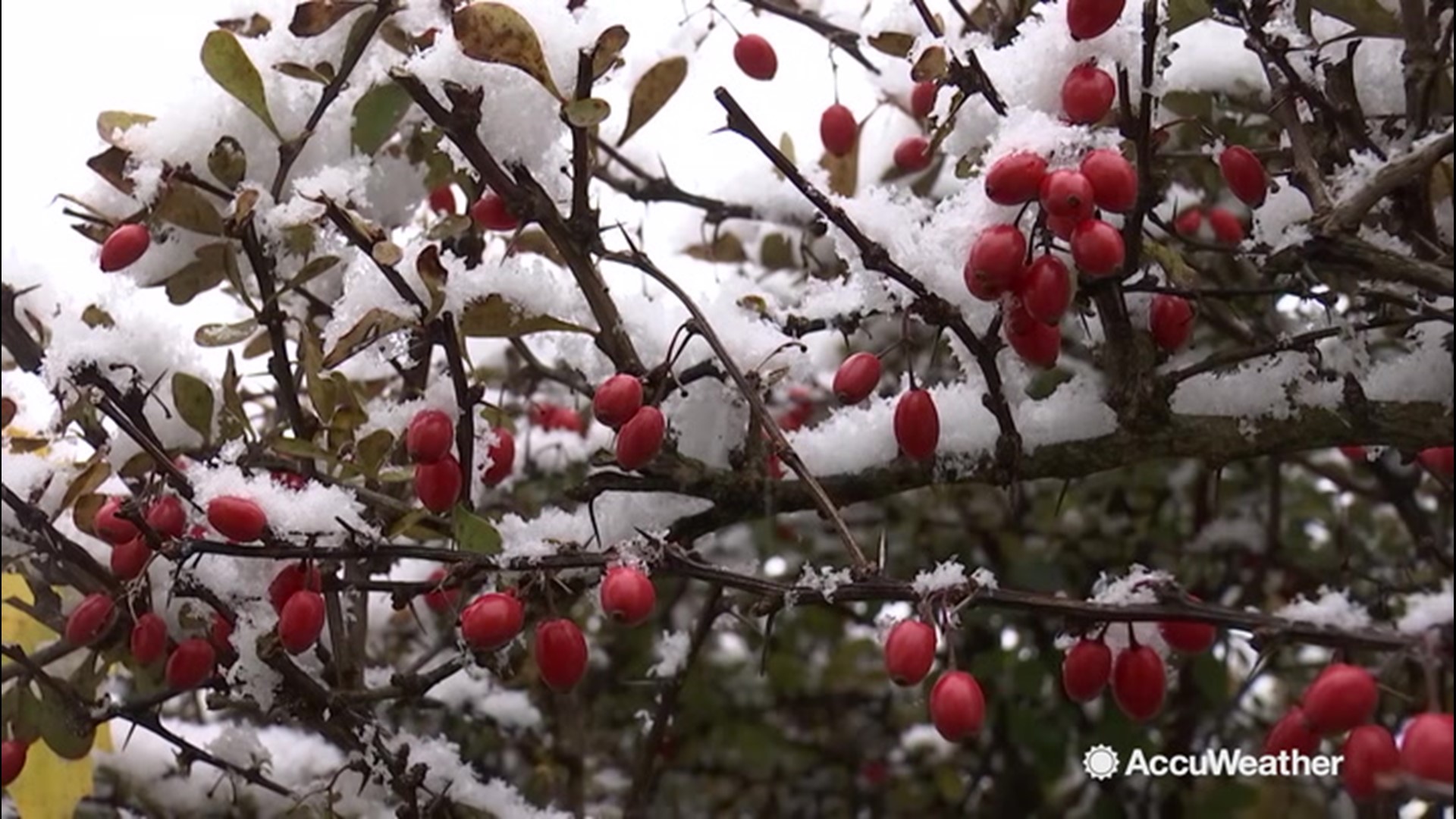 This video shot in Grand Rapids, Michigan, on Wednesday, Nov. 6. Around a 0.30 of a inch or lower was observed, much of which was sticking to grass, bushes and cars. Roads are wet otherwise fine in and around Kent County. Slightly higher amounts just to the northwest, around 1 inch, were reported near Norton Shores.