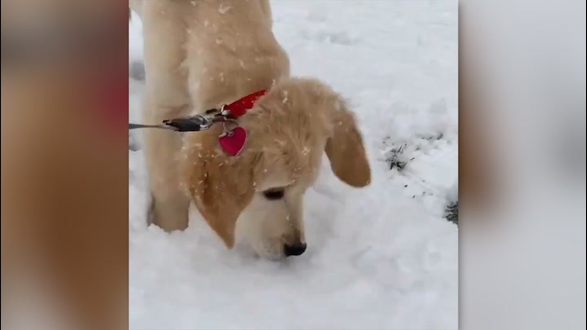 In Madison, Luna dashed through the fresh snow to greet her owner. In Cross Plains, Oscar experienced snow for the first time and immediately ate it. Both pups took full advantage of the new Wisconsin snow on Nov. 24.