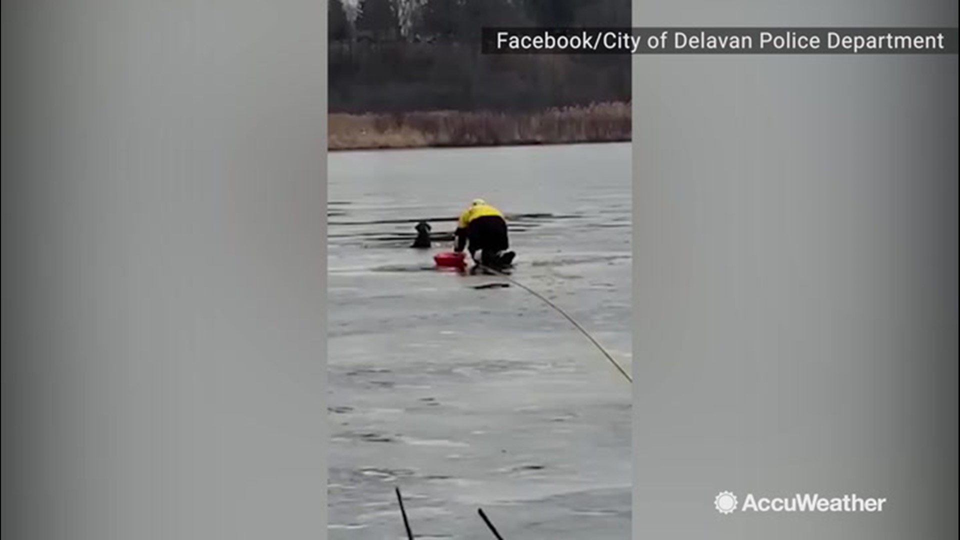 A police officer in Delavan, Wisconsin, rescued a dog that had fallen through the ice at Comus Lake on Christmas Eve, Dec. 24. The dog was rescued and returned to its owner for a Christmas reunion.