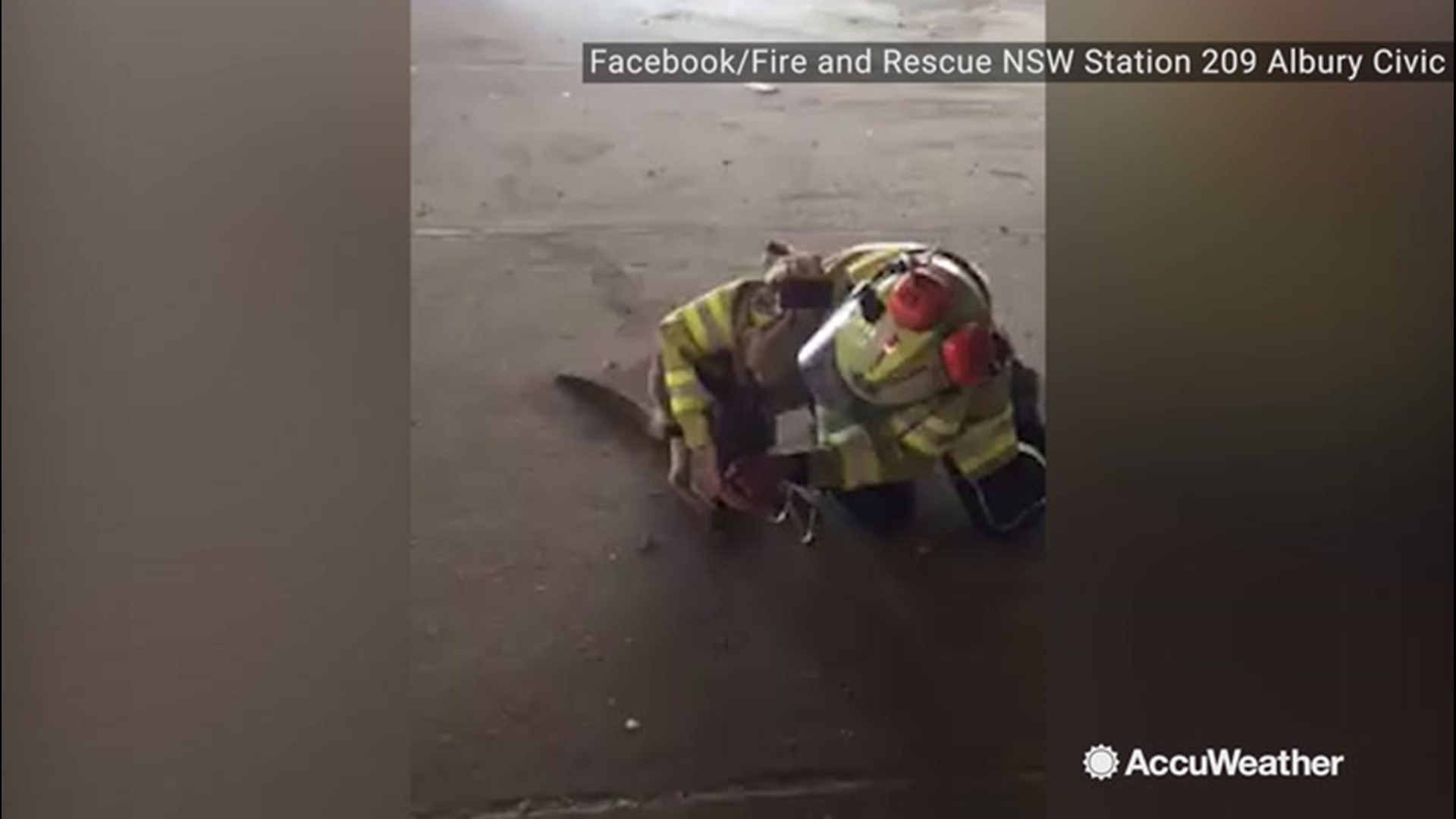 Firefighter Shaye Hatty was battling a wildfire in Australia, on Nov. 9, when she found a struggling kangaroo. She sprung into action, giving it oxygen, water and first aid.