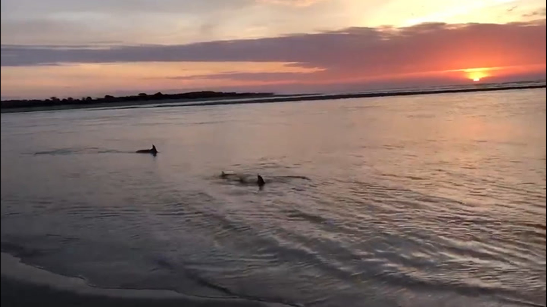 What's better than watching a breathtaking sunrise in Seabrook Island, South Carolina, on April 15? Watching it with a pod of dolphins swimming along the coast.