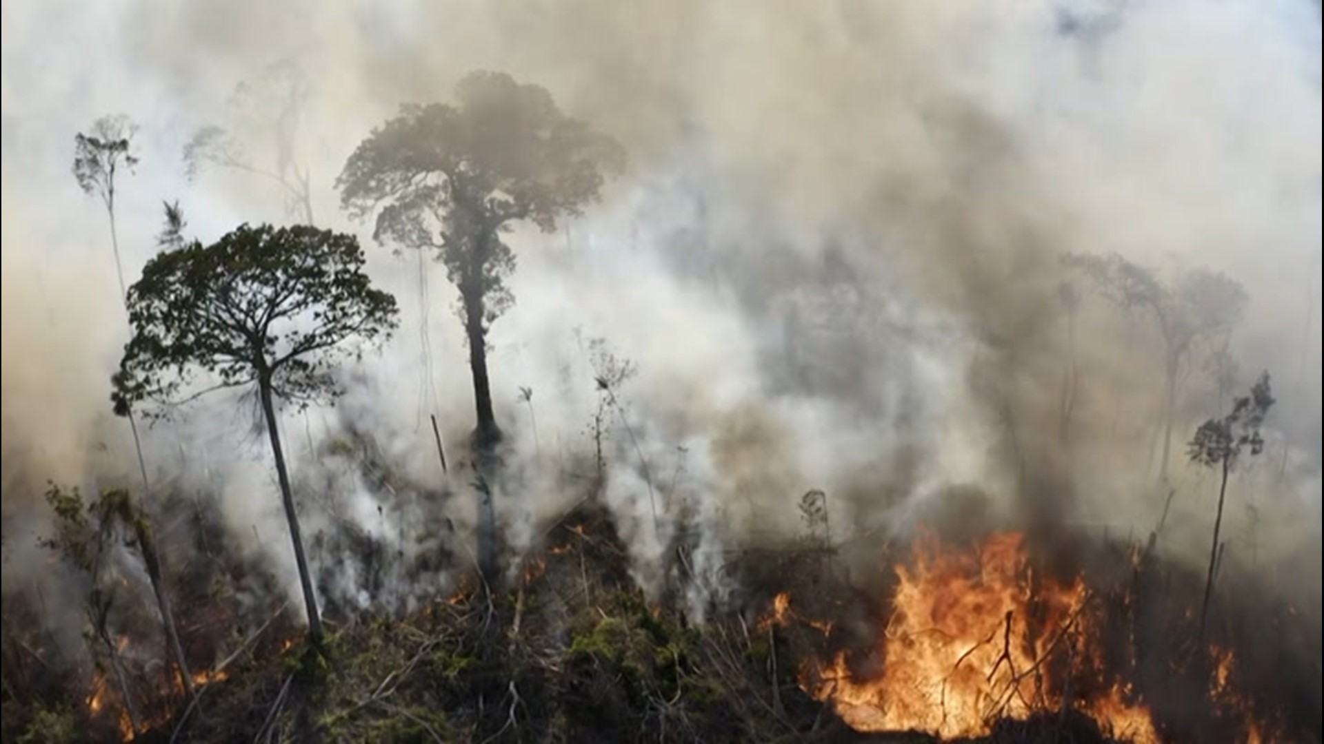 In a year period, spanning from August 2019 to July 2020,  deforestation in the world's largest rainforest increased by nearly 10%.