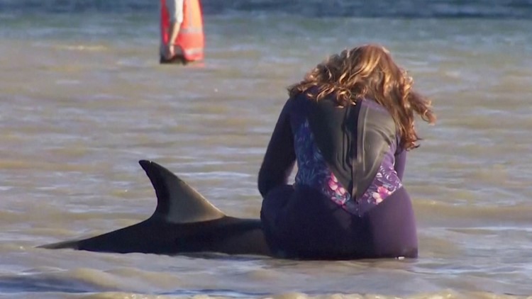 Watch the Moment Volunteers Rescued Stranded Dolphins