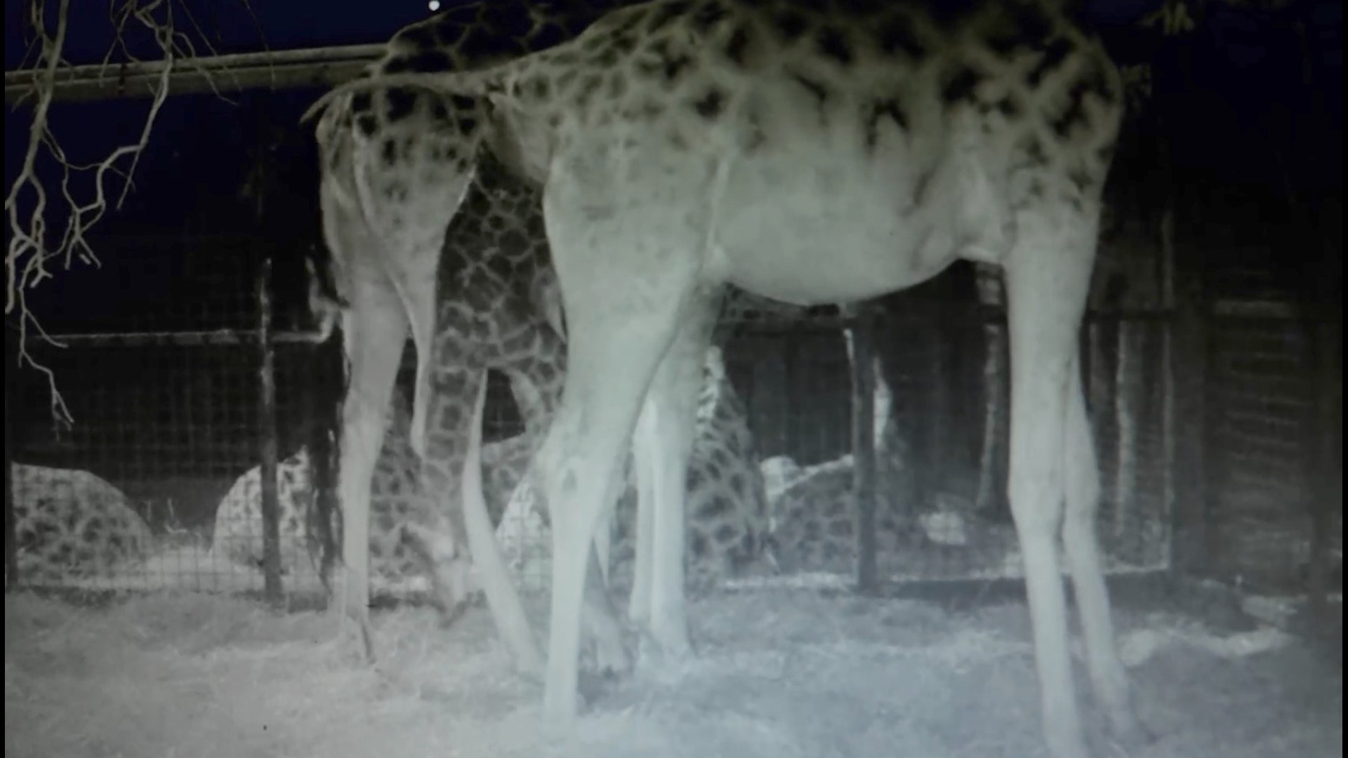 The dramatic birth of this endangered giraffe put the entire herd to its feet. Buzz60's Maria Mercedes Galuppo has the story.