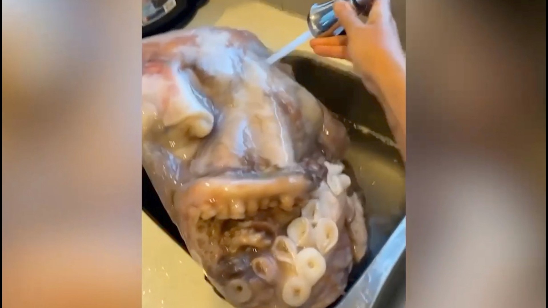 Vincent Dunn bought 40lbs of octopus off of Facebook marketplace, the scene made him a TikTok star. Buzz60's Maria Mercedes Galuppo has the story.