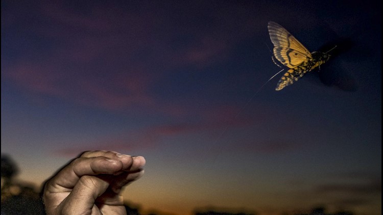 Wild! Scientists Strap Tiny Trackers Onto Giant Moths to Finally Figure Out How They Migrate