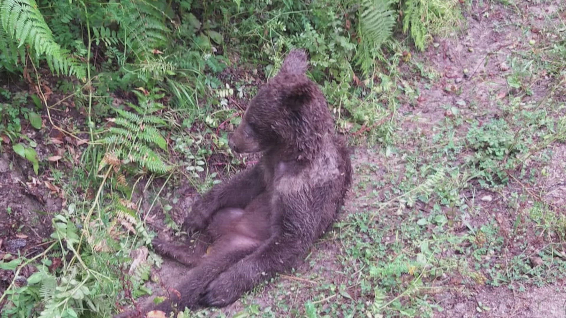 This bear got into the wrong honey! Buzz60's Keri Lumm reports.