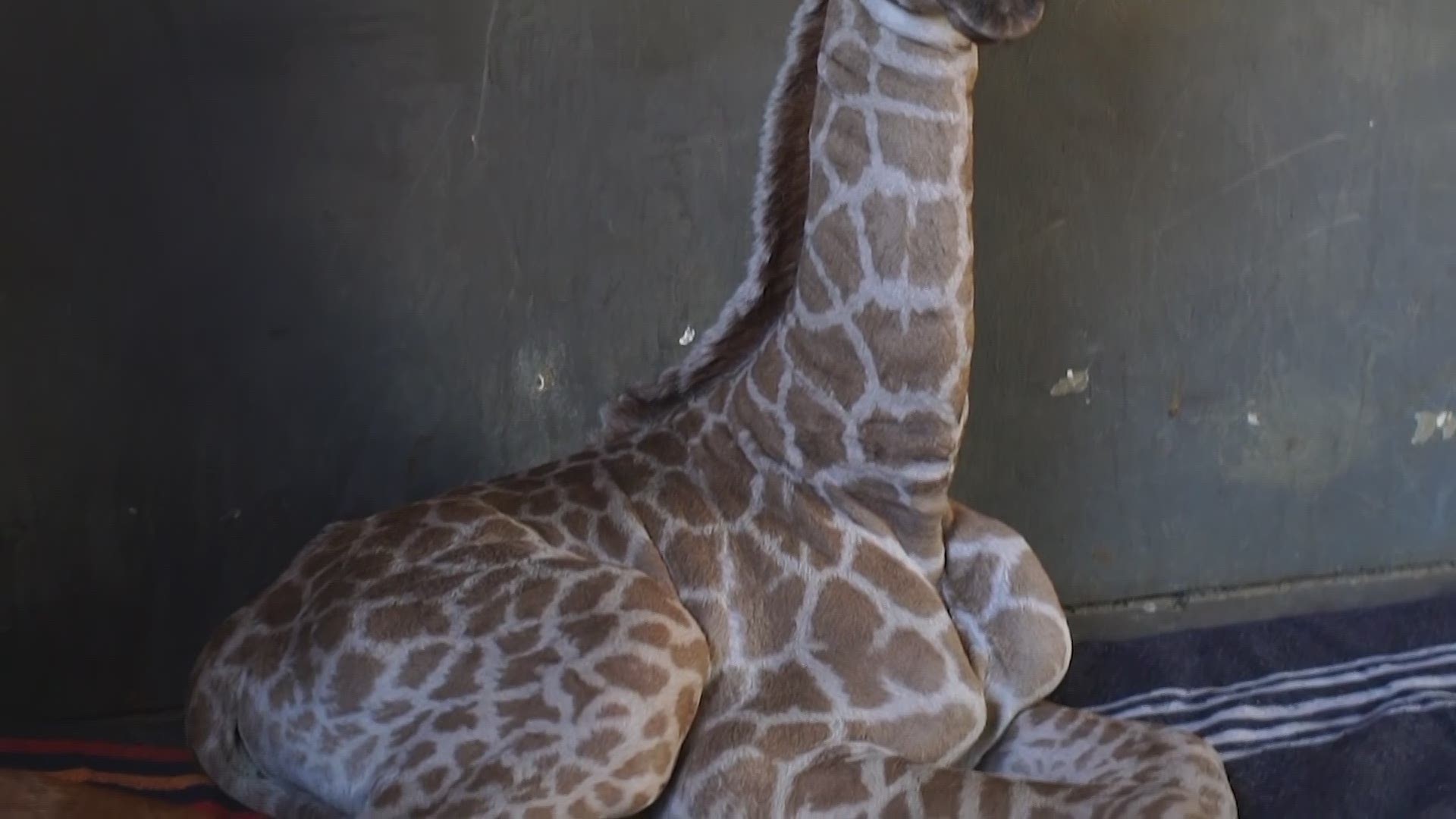 A baby giraffe found in a comatose state after being abandoned by his mother has a new protector, Hunter the dog.
