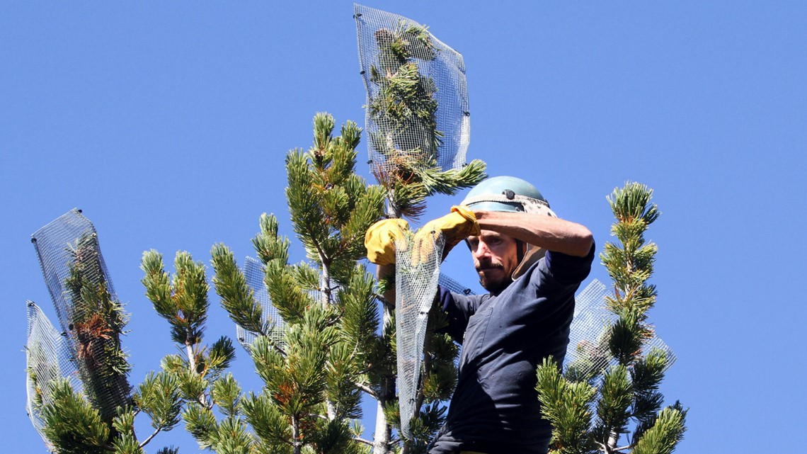 Whitebark pine trees considered threatened, US says - Vimarsana News