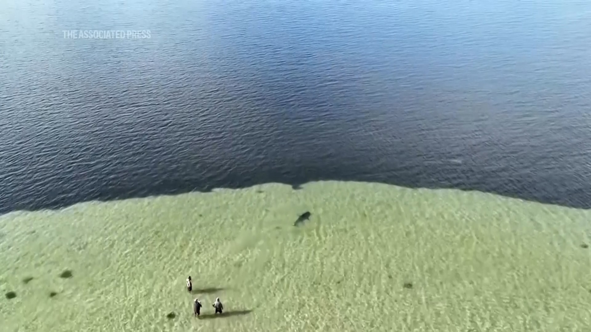 Australian locals and tourists banded together to help return a beached great white shark to deeper waters.