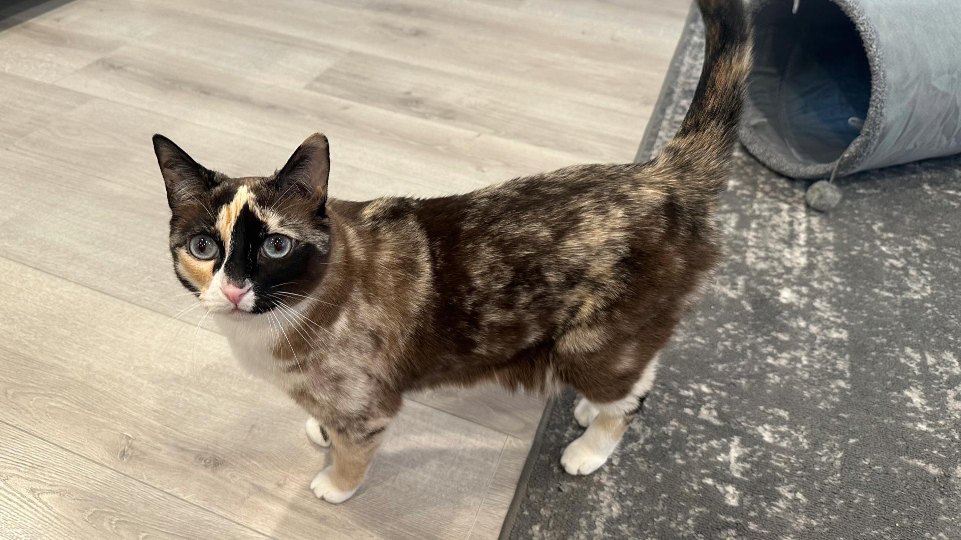 Galena likes hiding and playing with cardboard. The combination of the two made for a stressful trip in an Amazon package, a rescue and a tearful reunion.