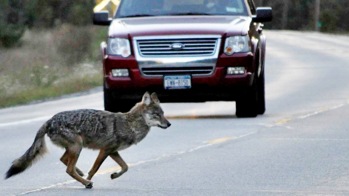 Are there wolves in the Northeast region? - Vimarsana News