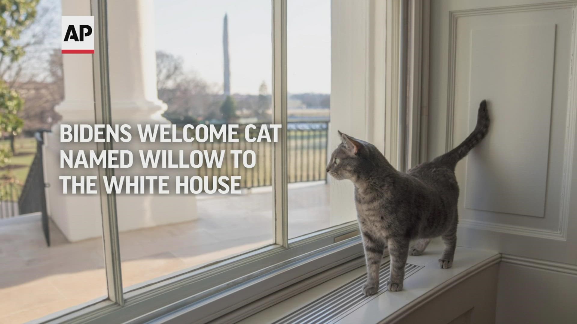 President Joe Biden and first lady Jill Biden have finally added the long-promised cat to their pet family.
