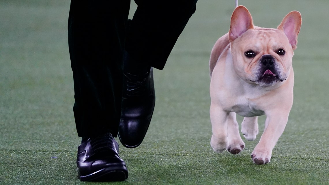 2023 Westminster Dog Show: How Frenchies like Winston got popular - Vimarsana News