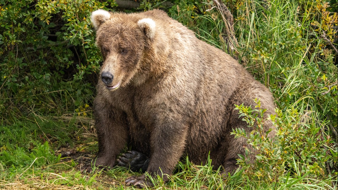 Who won Fat Bear Week 2023? | wfmynews2.com - Vimarsana News