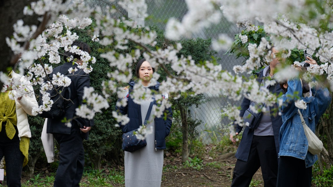 Crowds watch Tokyo's cherry blossoms at full bloom - Vimarsana News