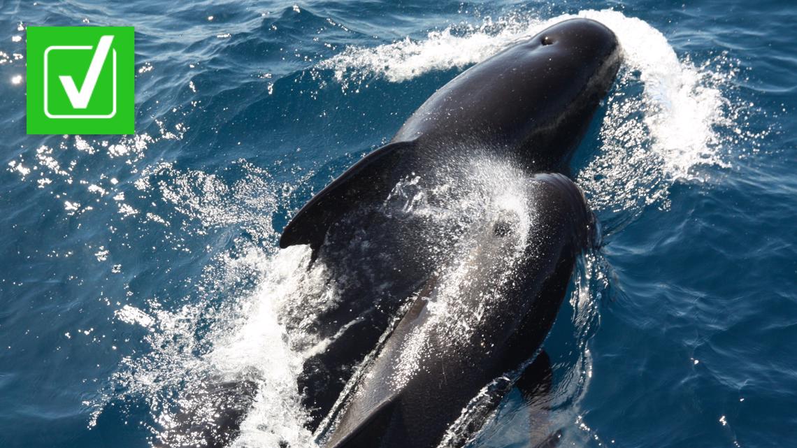 Orca whales captured on camera disrupting Ocean Race boat wfmynews2