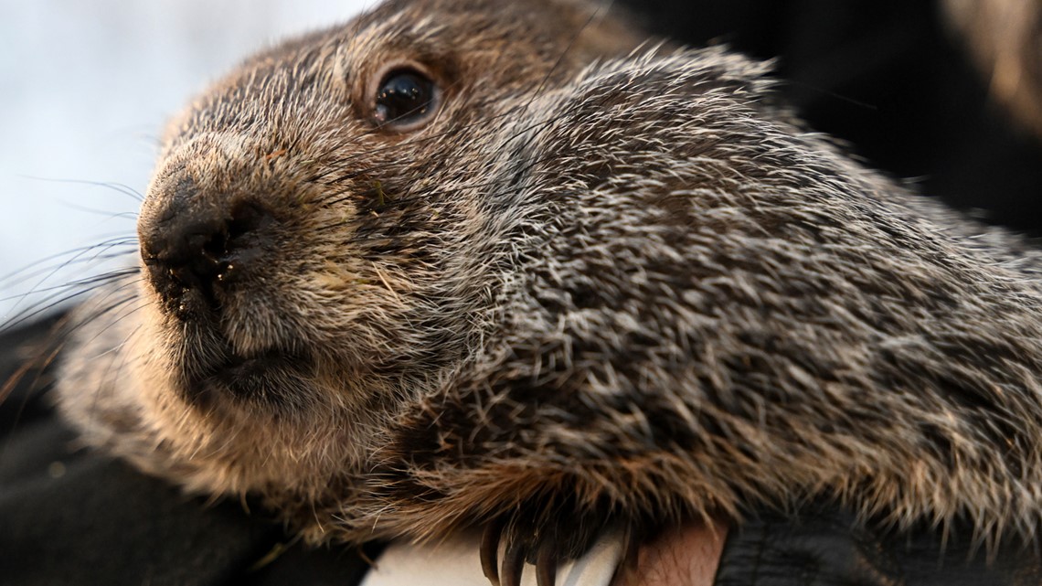 When is groundhog day? | wfmynews2.com - Vimarsana News