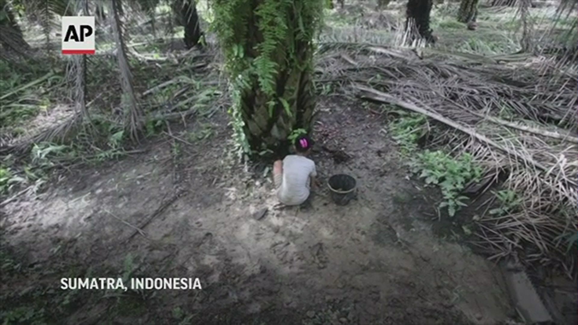 An Associated Press investigation has found an army of children toiling beneath a canopy of towering palm oil trees in Indonesia and Malaysia