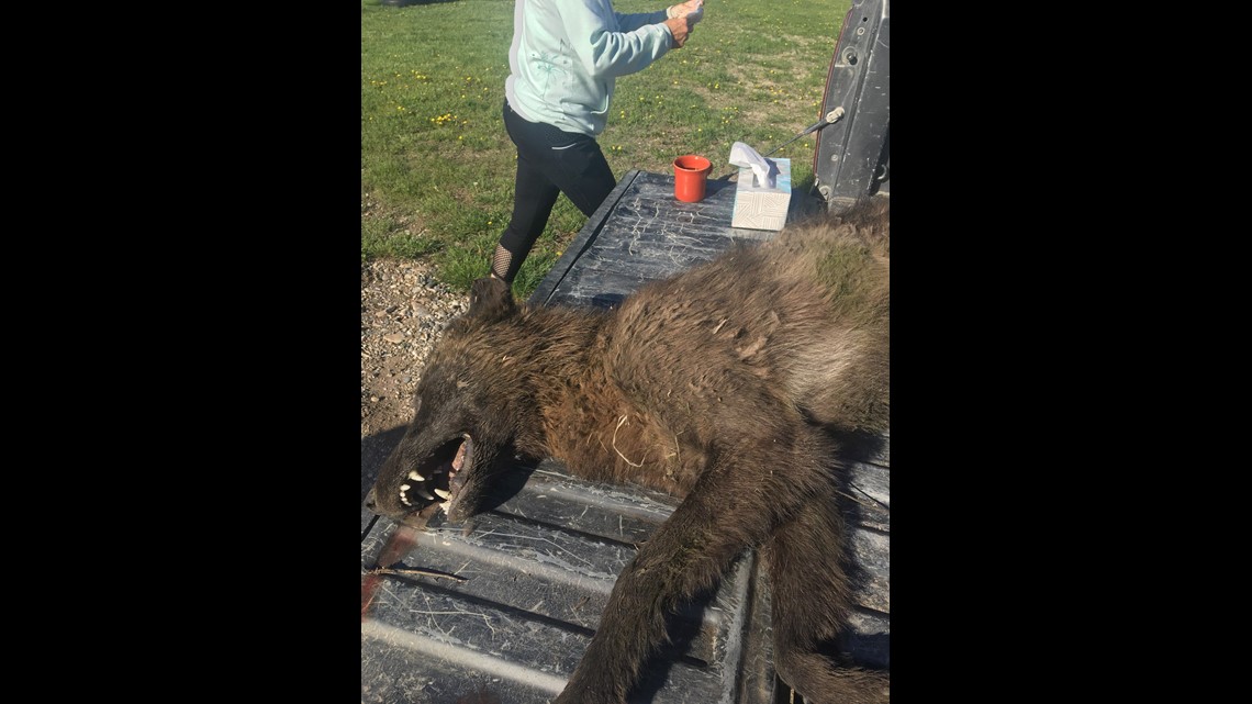 Wolfdog, direwolf or dogman? Mysterious wolf-like creature shot in