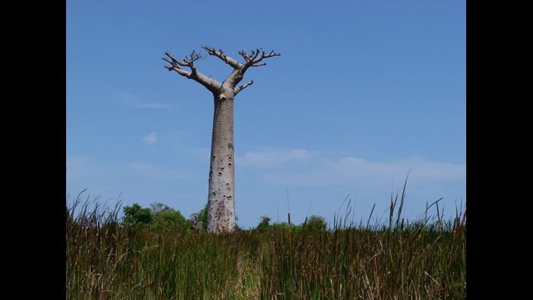 Africa's strangest trees are stranger than thought—and they're dying mysteriously