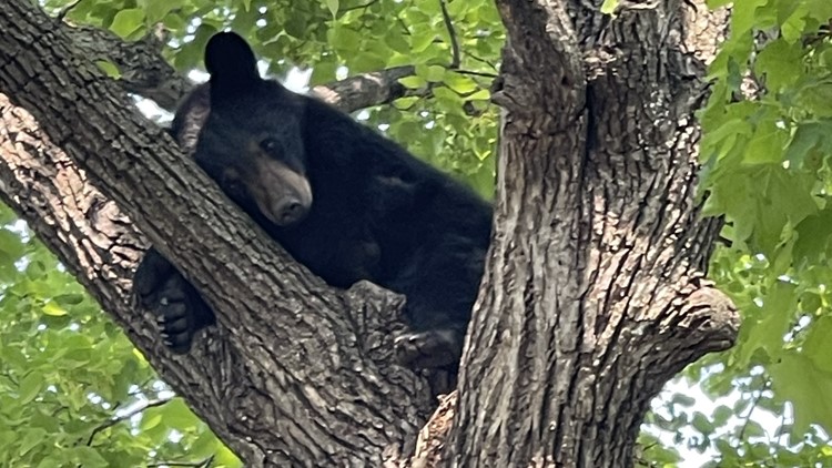 Sleepy bear naps the day away in Minnesota tree