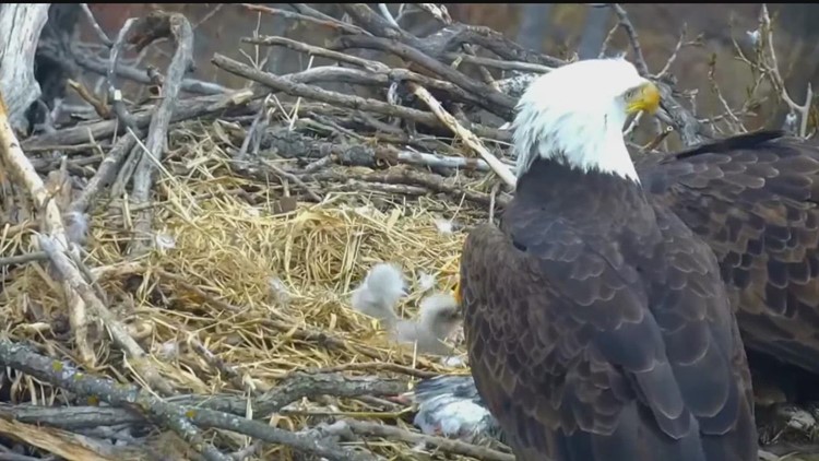 EagleCam chick dies after being pushed from nest by older sibling
