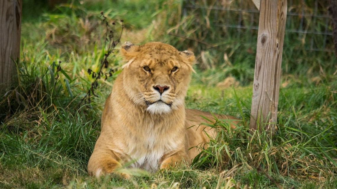 Four cats taken from Tiger King Park relocated to MN sanctuary - Vimarsana News
