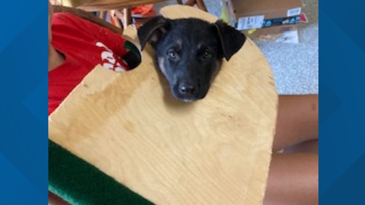 Puppy trapped in cornhole board | Officers race to save 'Ace in the hole'