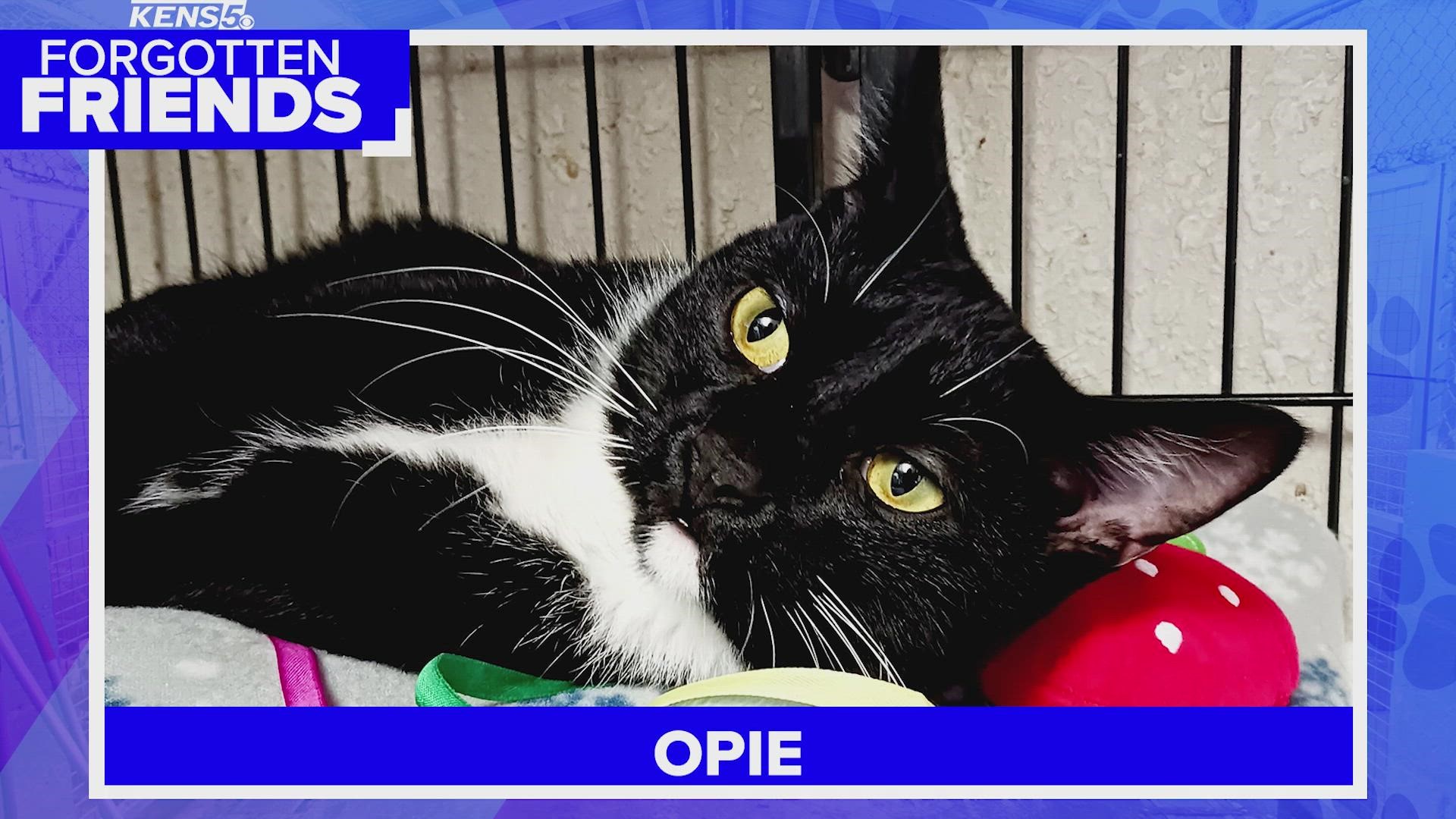 The shelter thought they had found Opie his forever family only to find out that he was dumped six months later at another animal shelter.