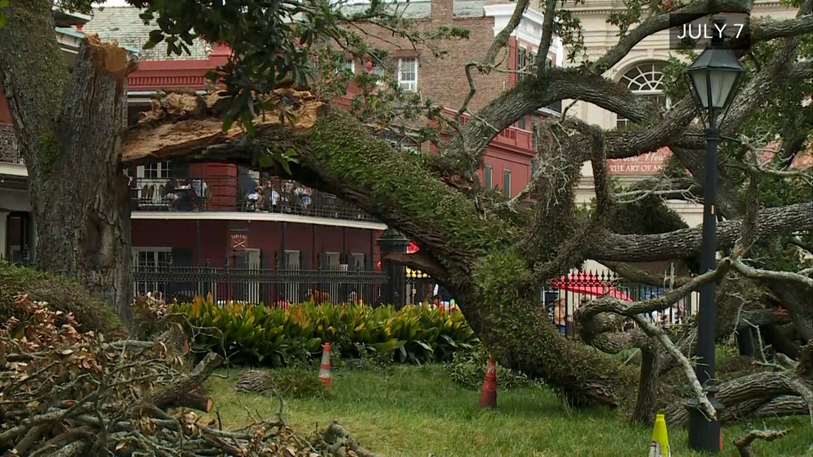 'I had doubts whether he would make it': Eyewitness details seeing tree fall on SA teenager - Vimarsana News
