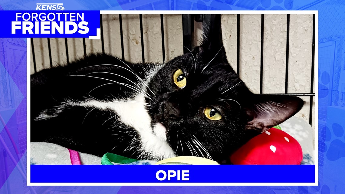 Abandoned twice, Opie now needs forever home | Forgotten Friends - Vimarsana News