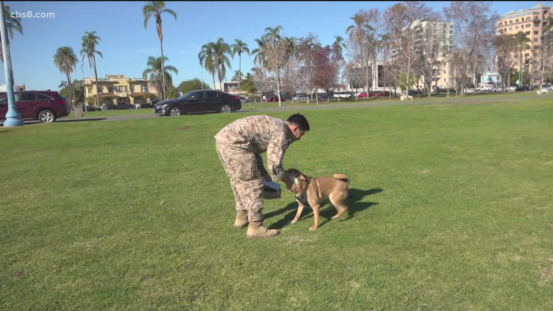 The dog was being watched by San Diego based non-profit "Dogs on Deployment."