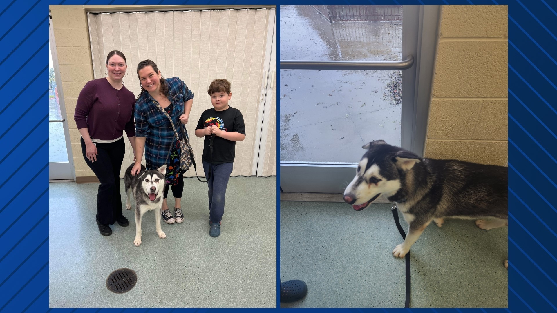 A husky with a facial deformity and an endearing lopsided grin caught the attention of a family in Seattle that decided to road trip to San Diego to adopt him.