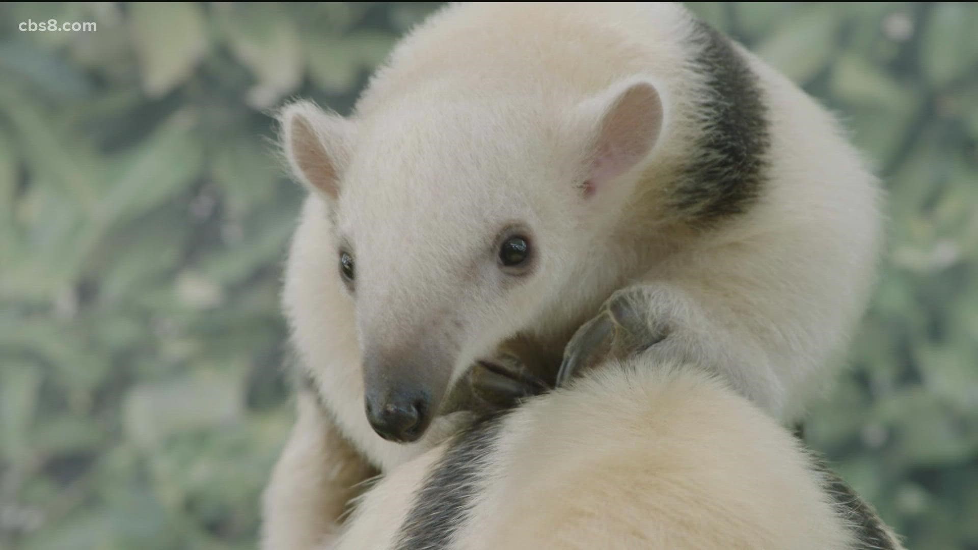 Keepers say the tamandua pup is very curious and loves to explore and climb around.
