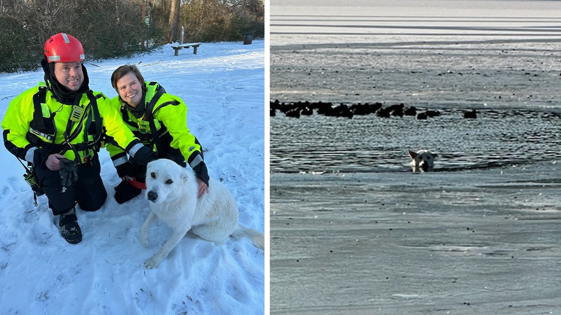 Dog rescued after falling into a frozen lake in Fayetteville - Vimarsana News