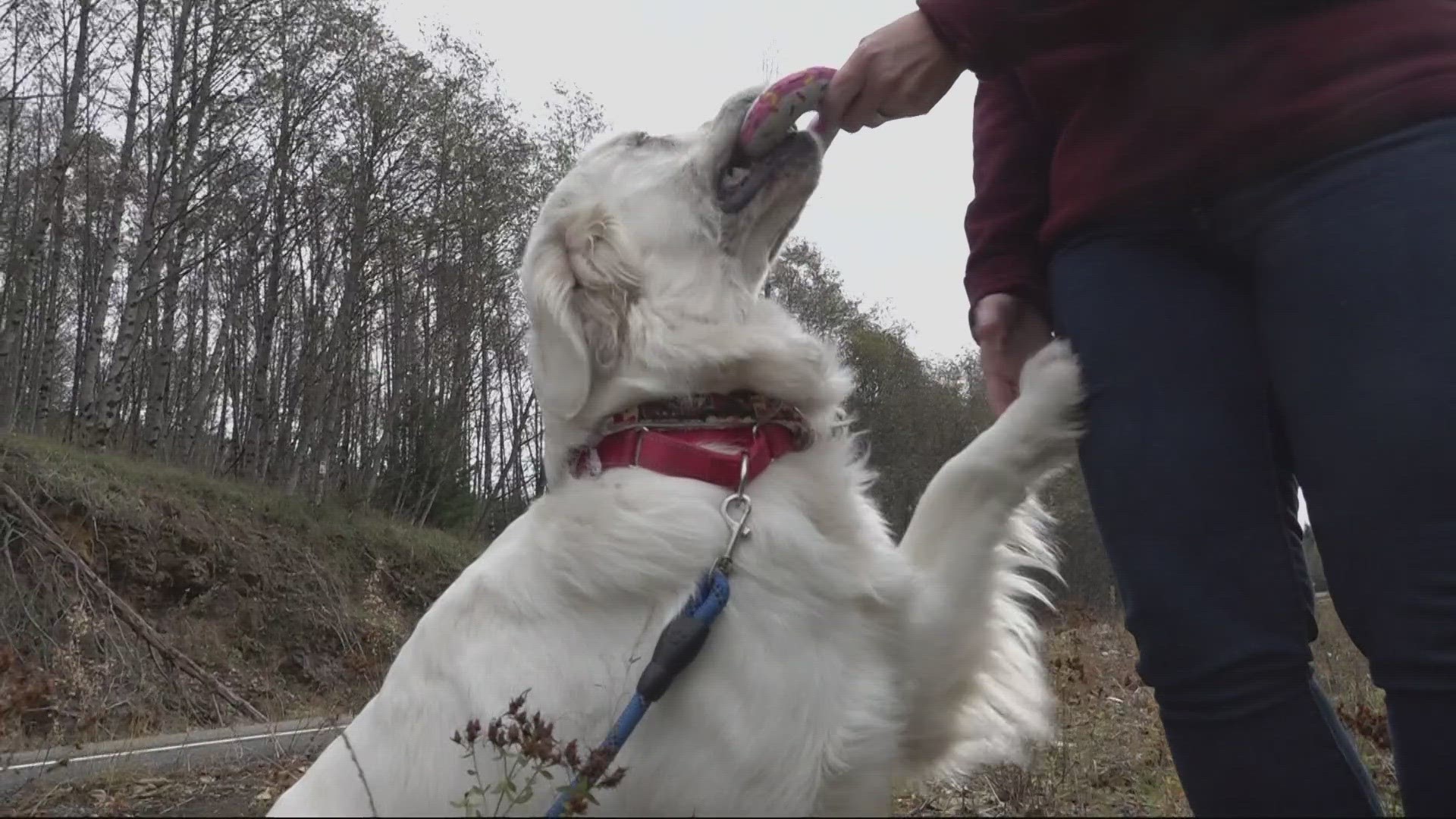 On November 2, a lineman crew discovered the dog lying in a ditch. Anyone with information is asked to contact the Cowlitz County Sheriff's Office.