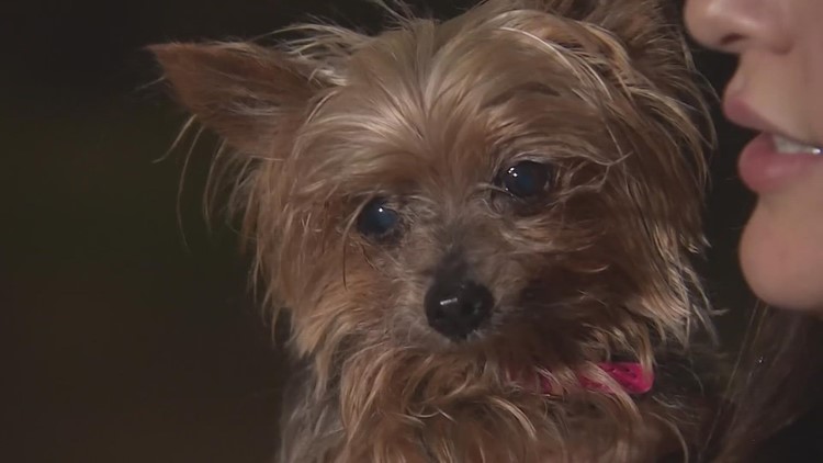 Texas woman reunited with stolen 14-year-old dog