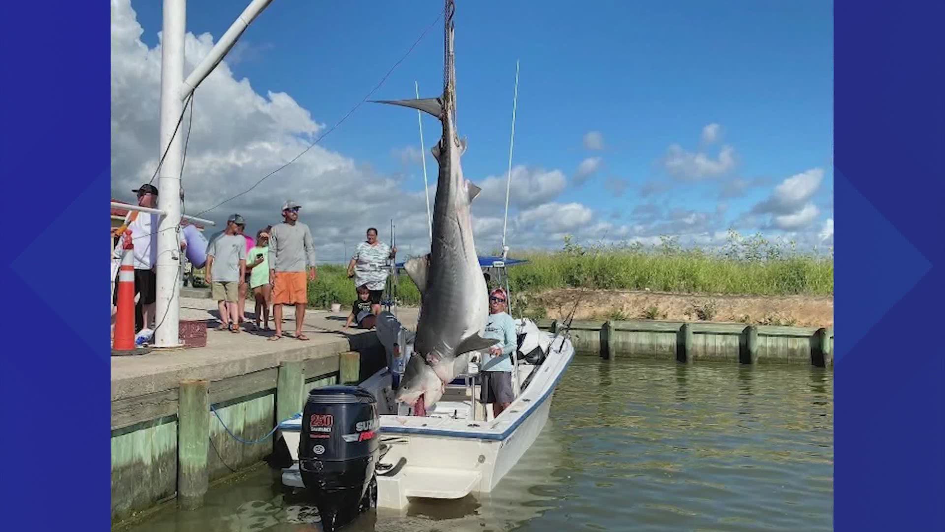 Talk about the catch of a lifetime for one Texas city fisherman when he reeled in a very rare 1,000-pound shark 40 miles off the coast of Galveston.