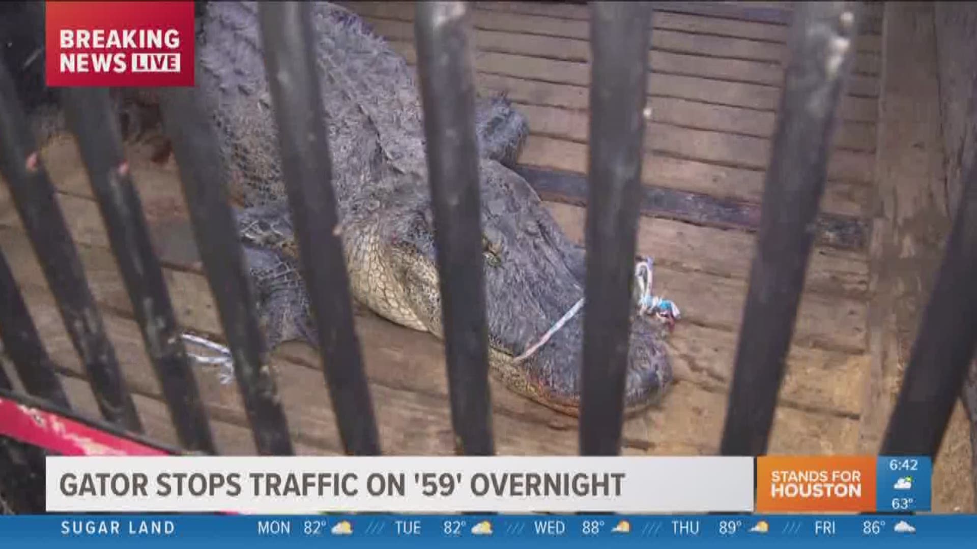 A nearly 12-foot gator held up traffic on US 59 in the Cleveland area overnight.