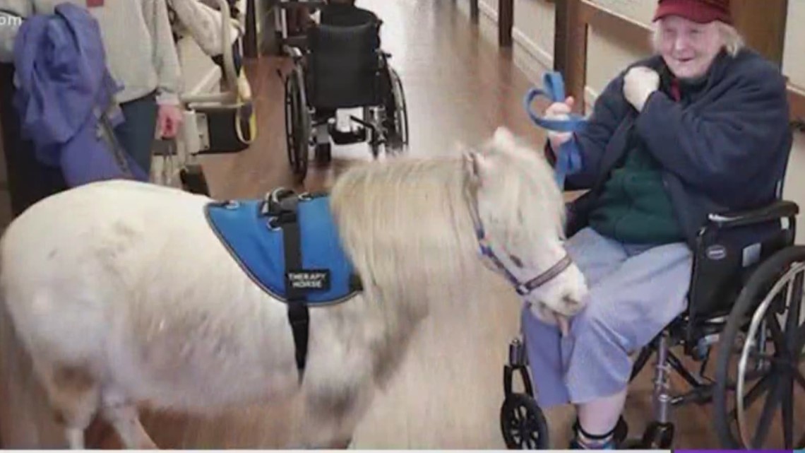 Therapy animal service hurting amid coronavirus shutdowns - Vimarsana News