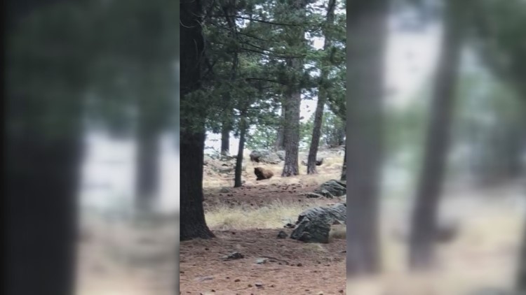 WATCH: Adult male bear kills, appears to eat cub in SE Arizona