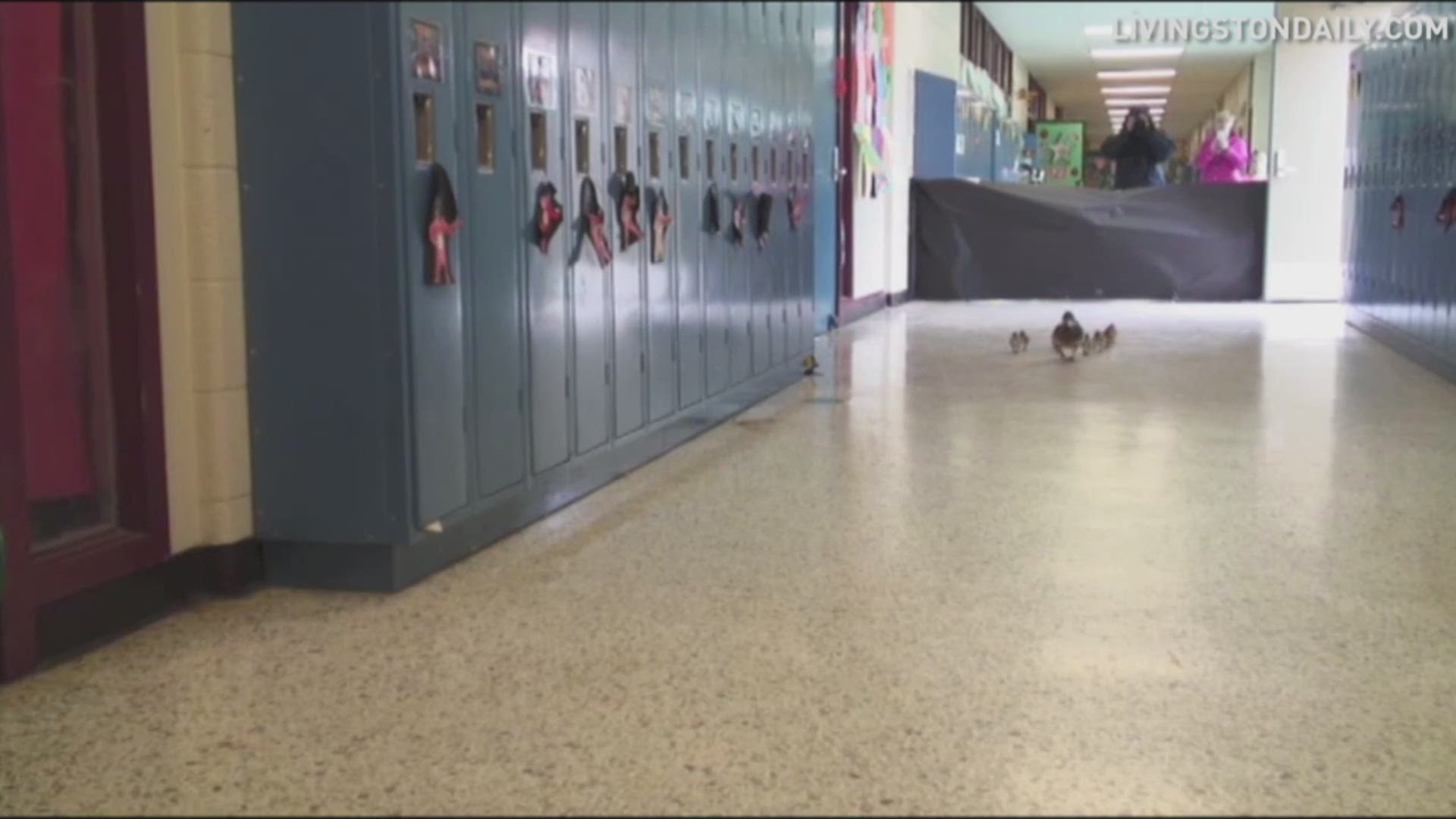 A mama duck laid her eggs in the courtyard of a Michigan elementary school. Since her ducklings can't fly just yet, the school made a safe path for them to the outside world, through the building.
