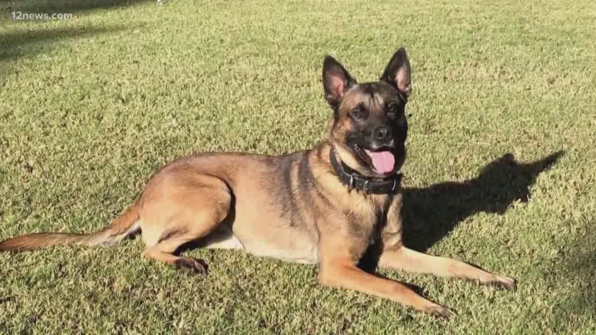 A K9 officer is dead and a carjacking suspect is in the hospital after a police pursuit turned into a barricade situation in west Phoenix Tuesday.
