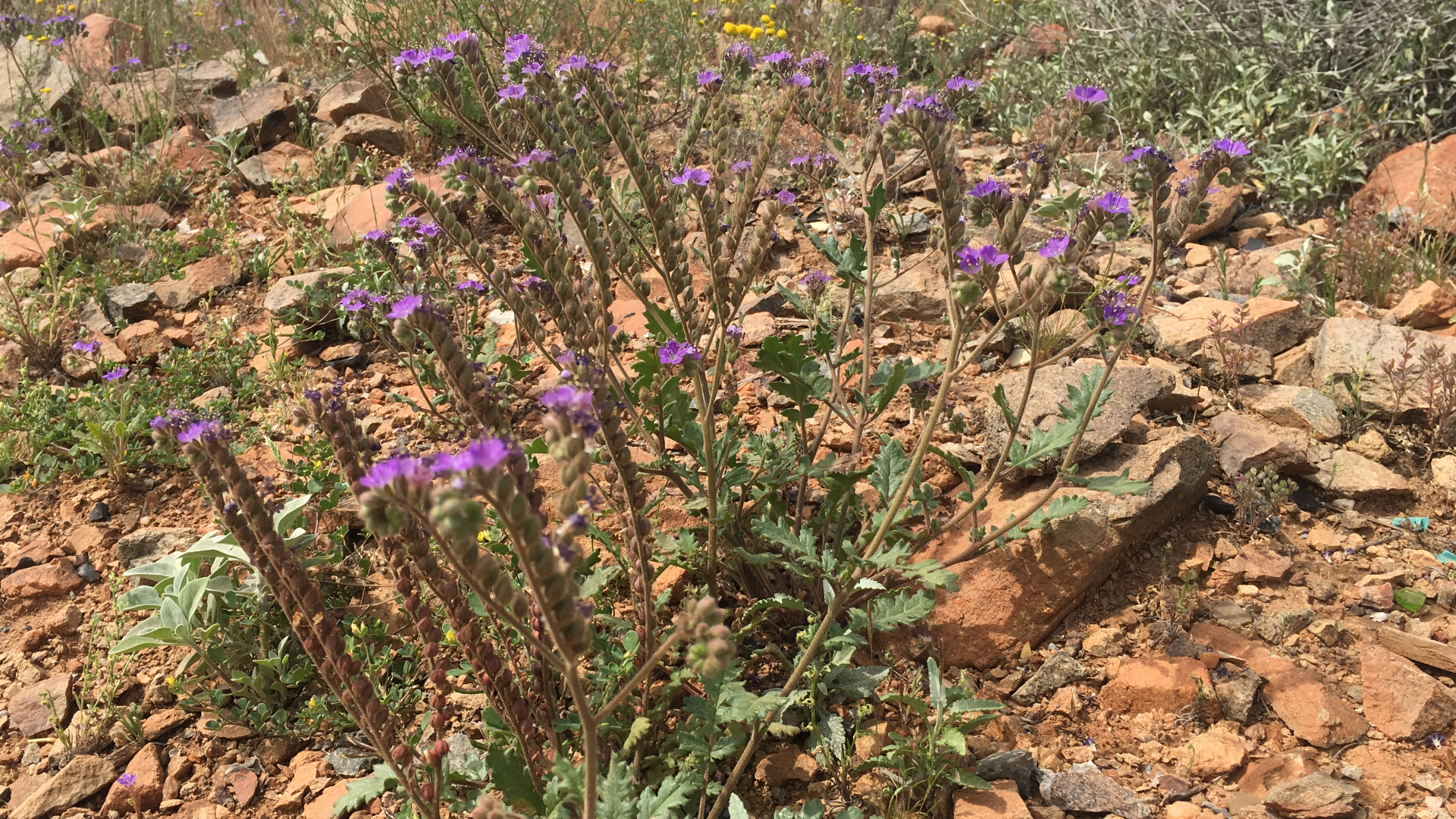 The oil from the stem and seed pods of the scorpion weed, which can be found throughout Arizona, causes a rash similar to the effects of poison oak or poison ivy.