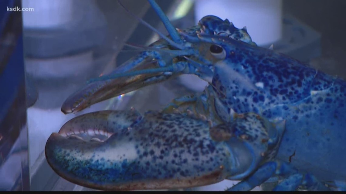 Blue lobster donated to St. Louis Aquarium gets a name fit for a champion | www.waldenwongart.com