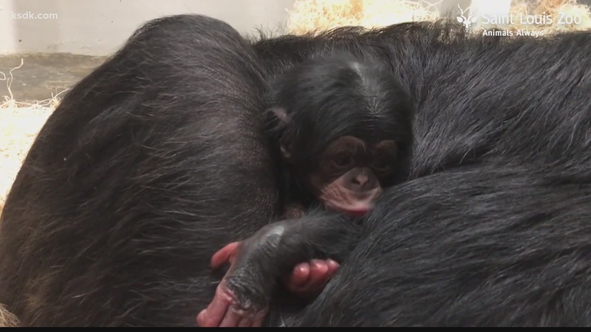 Baby chimp born at the Saint Louis Zoo | www.paulmartinsmith.com