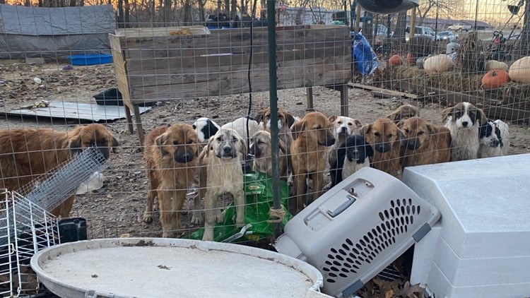 Humane Society Of Missouri Rescues 55 Dogs Wfmynews2 Com   B325264e 0679 4d3e B75d 3e4251d52e2f 750x422 